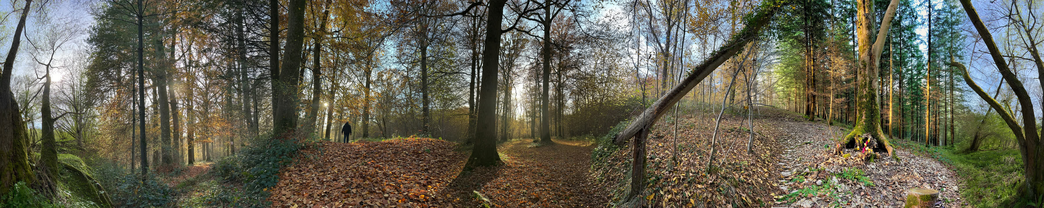 Bosque que rodea Corps & Âmes en Modave
